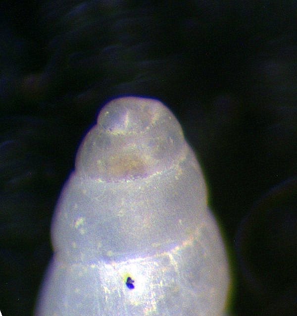 Odostomia da determinare